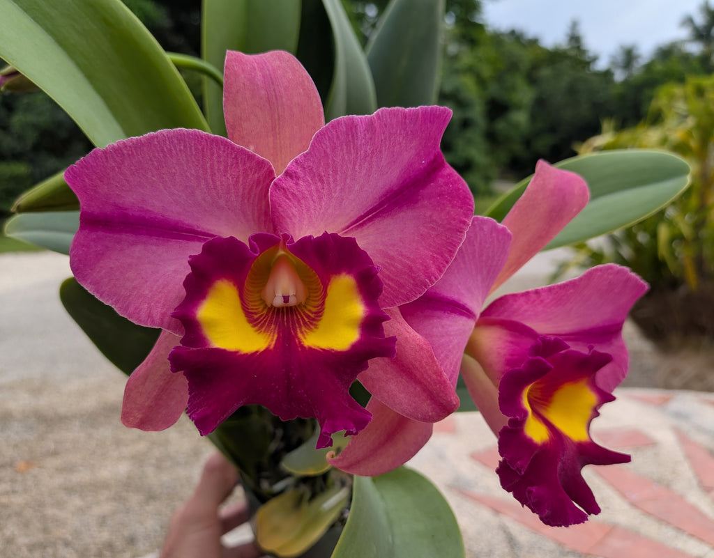 Pot. Kyla Kobayashi 'Paradise'