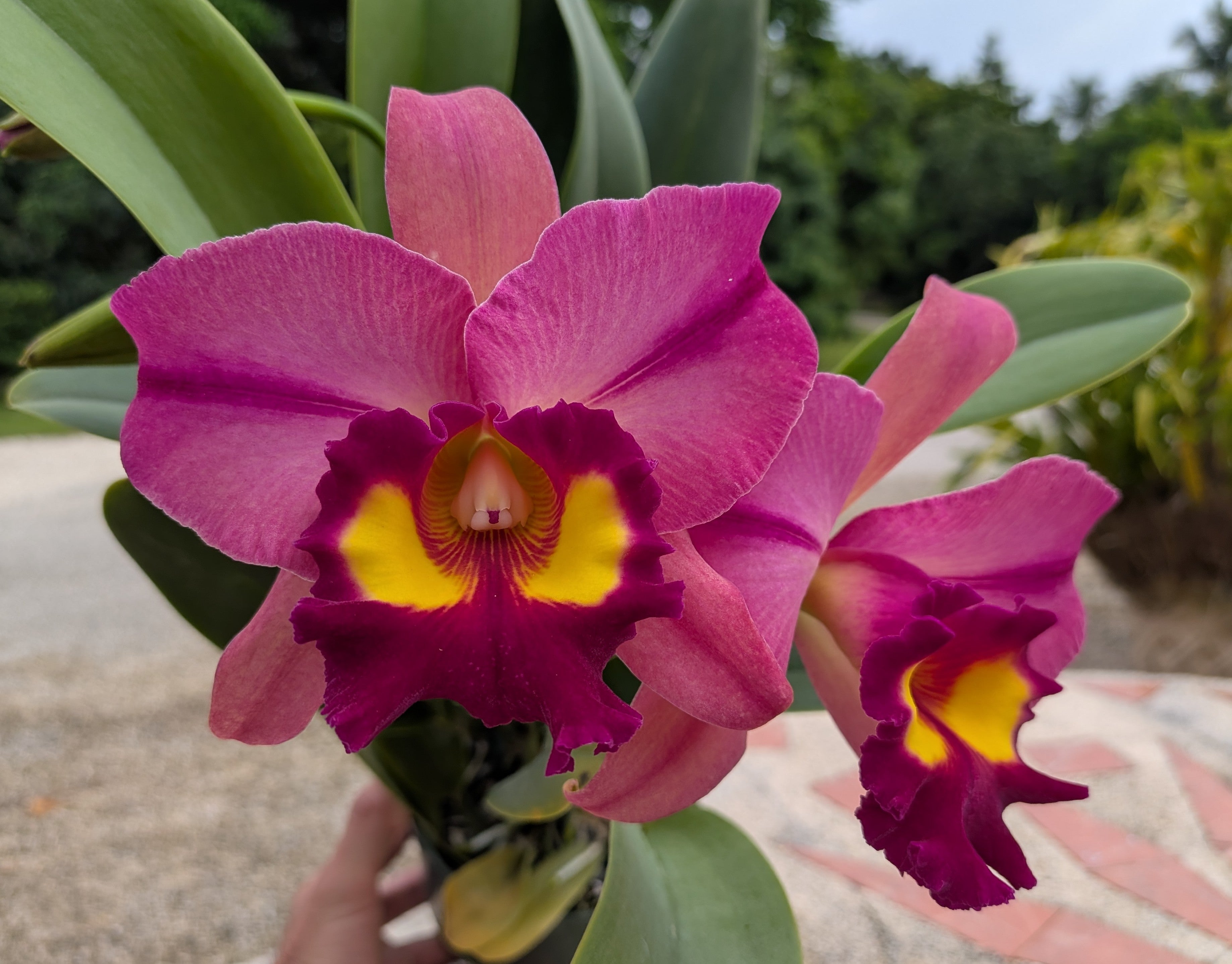 Pot. Kyla Kobayashi 'Paradise'