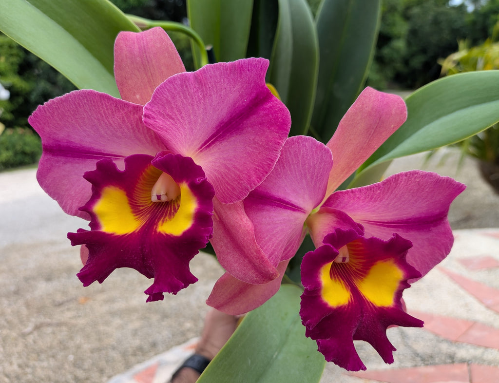 Pot. Kyla Kobayashi 'Paradise'