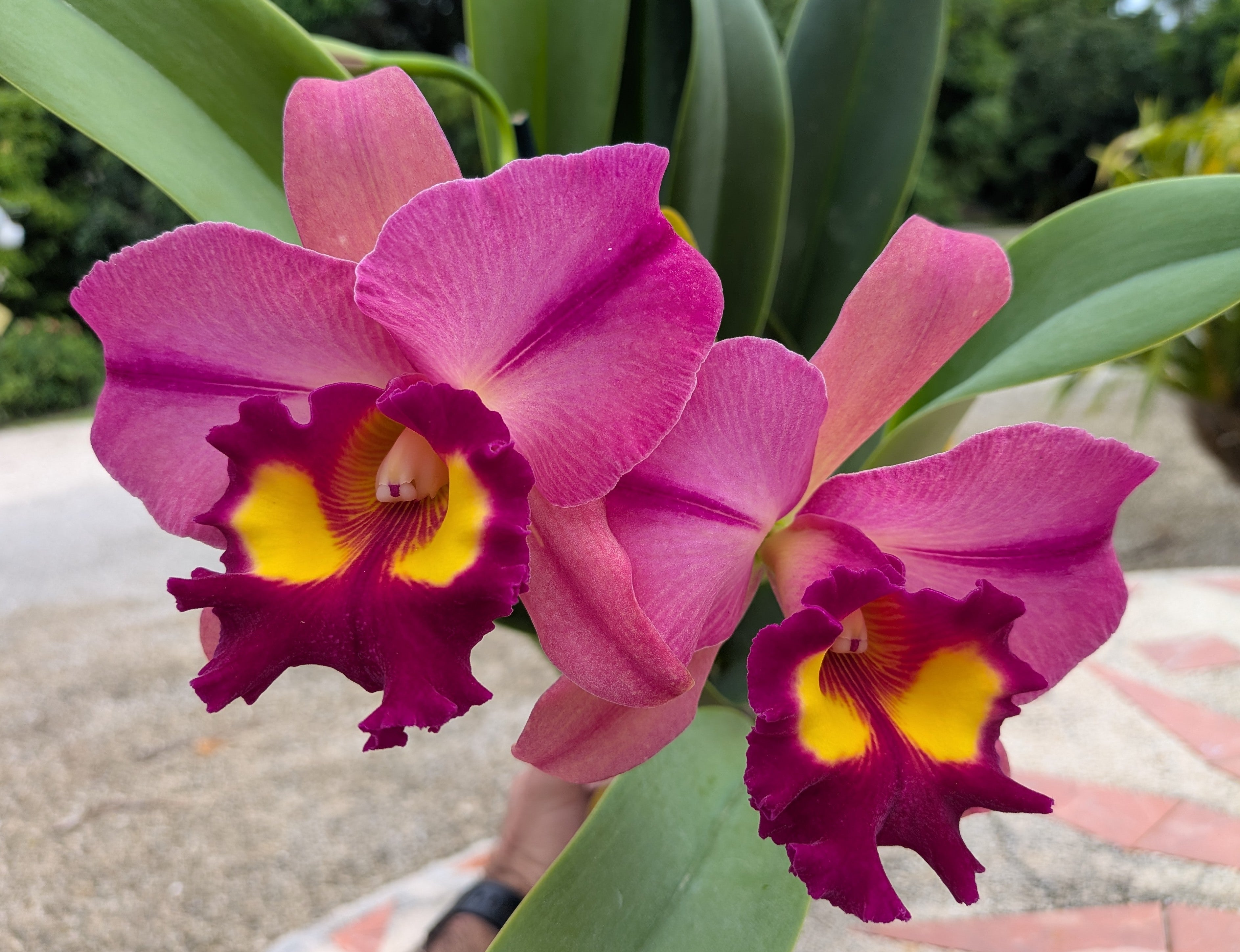 Pot. Kyla Kobayashi 'Paradise'