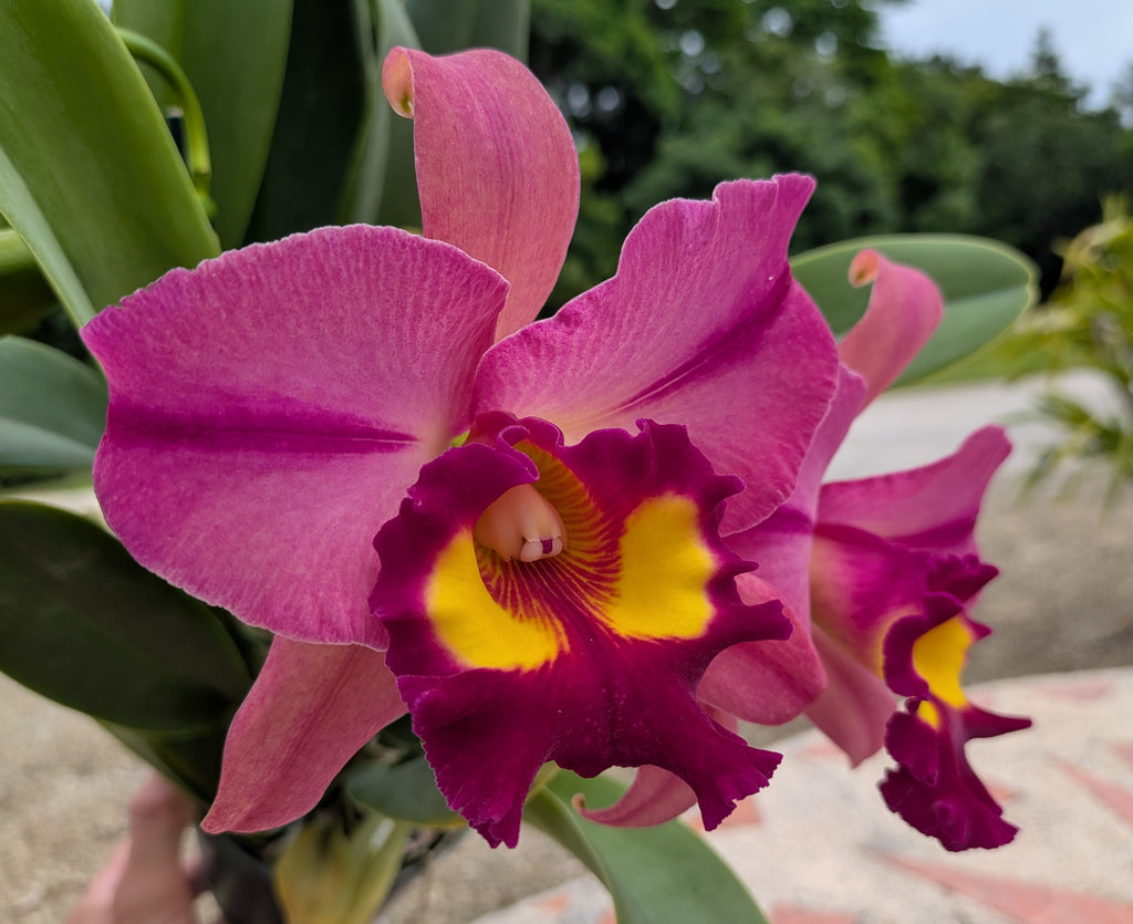 Pot. Kyla Kobayashi 'Paradise'