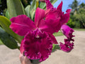 Pot. Makaha Enchantress 'Wine Bright'