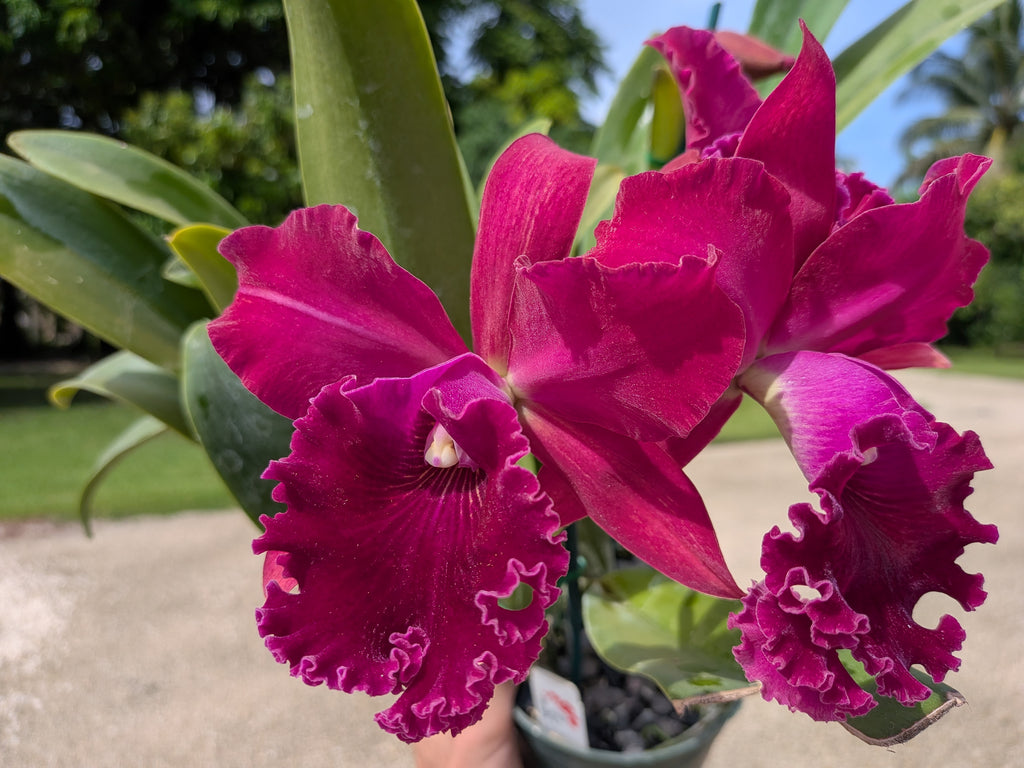 Pot. Makaha Enchantress 'Wine Bright'