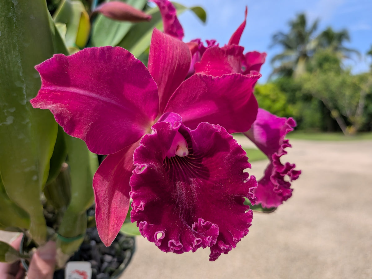 Pot. Makaha Enchantress 'Wine Bright'
