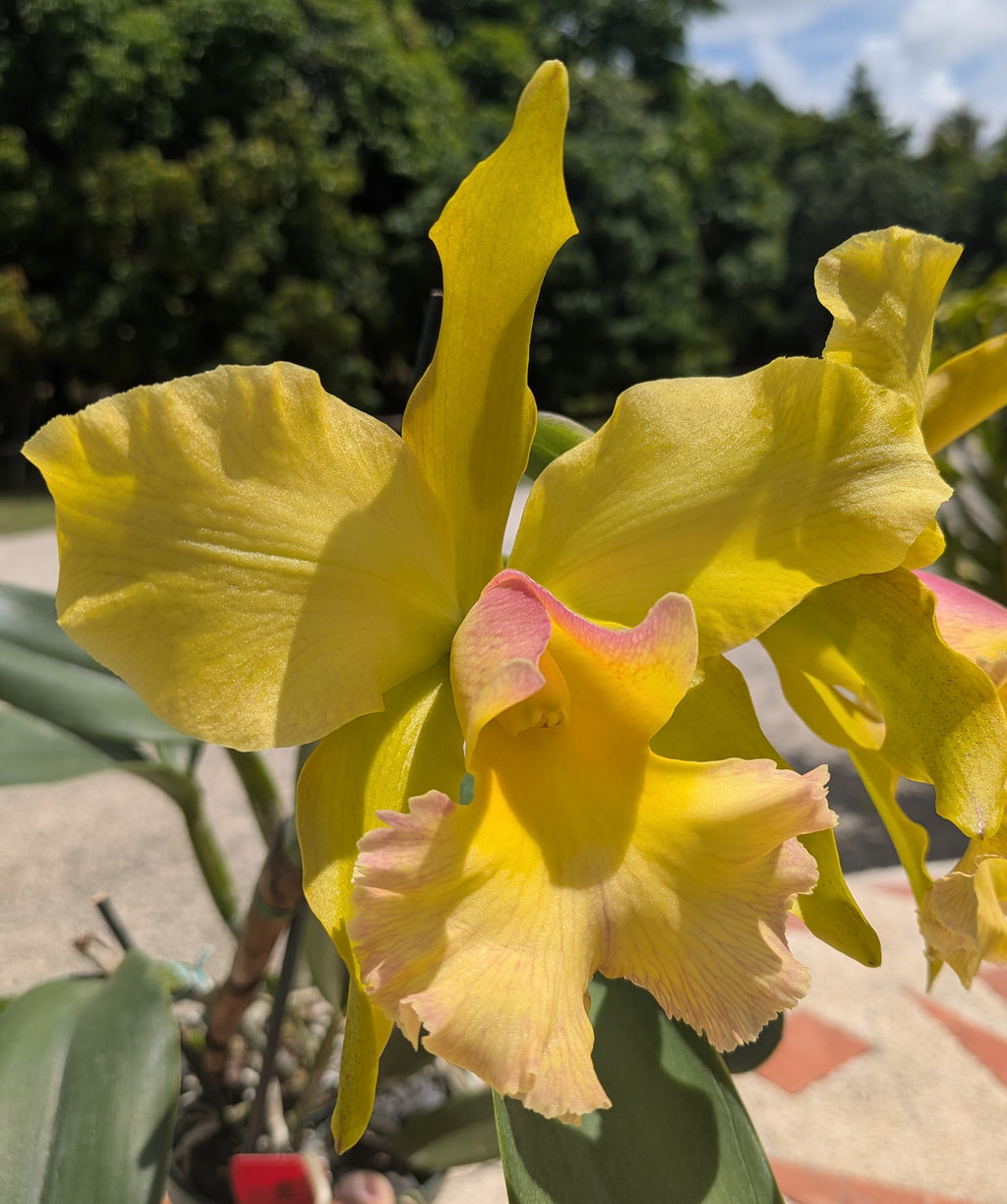 Pot.(Rlc) Quest Mojito 'Quest Misterio'