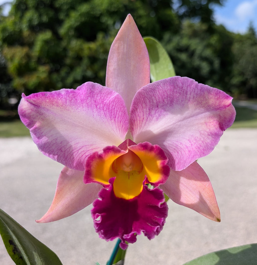Blc. Lady Gaga 'Paparazzi'