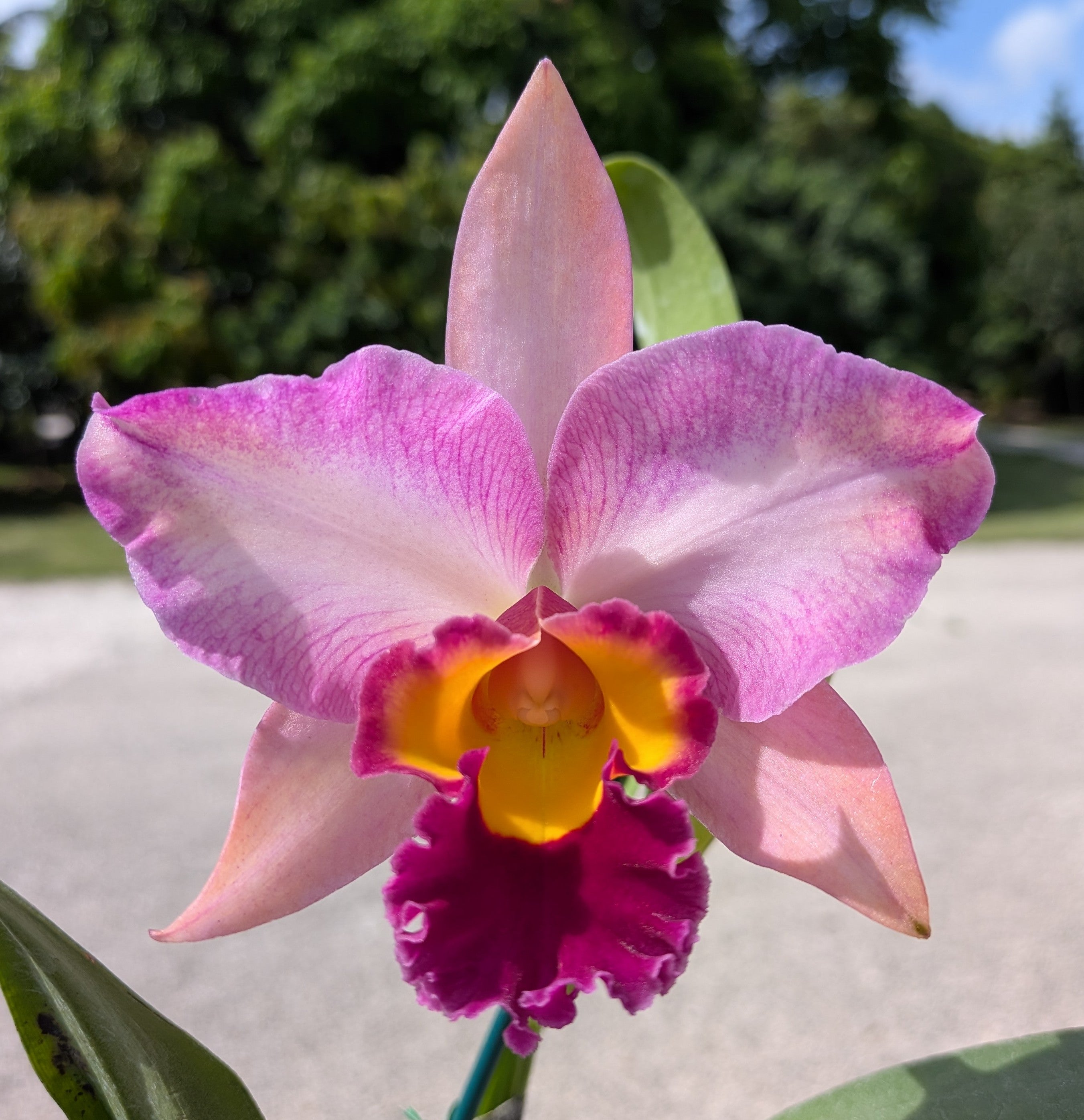 Blc. Lady Gaga 'Paparazzi'