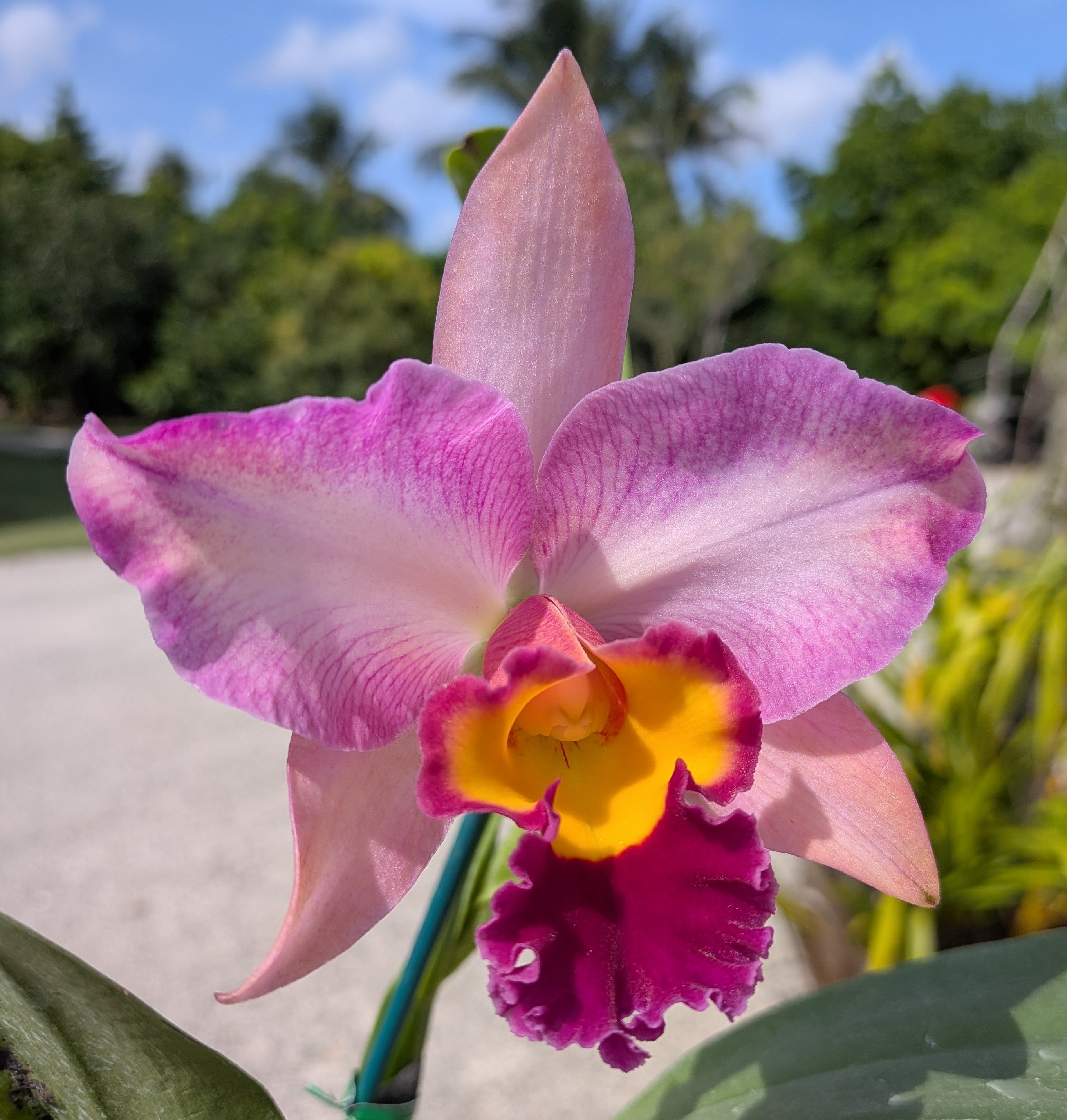 Blc. Lady Gaga 'Paparazzi'