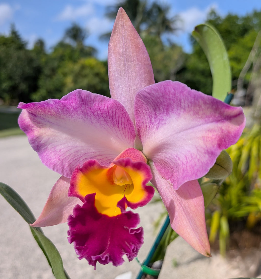 Blc. Lady Gaga 'Paparazzi'