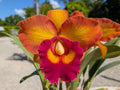 Blc(Rlc). Nakornchaisri Delight 'No. 2'