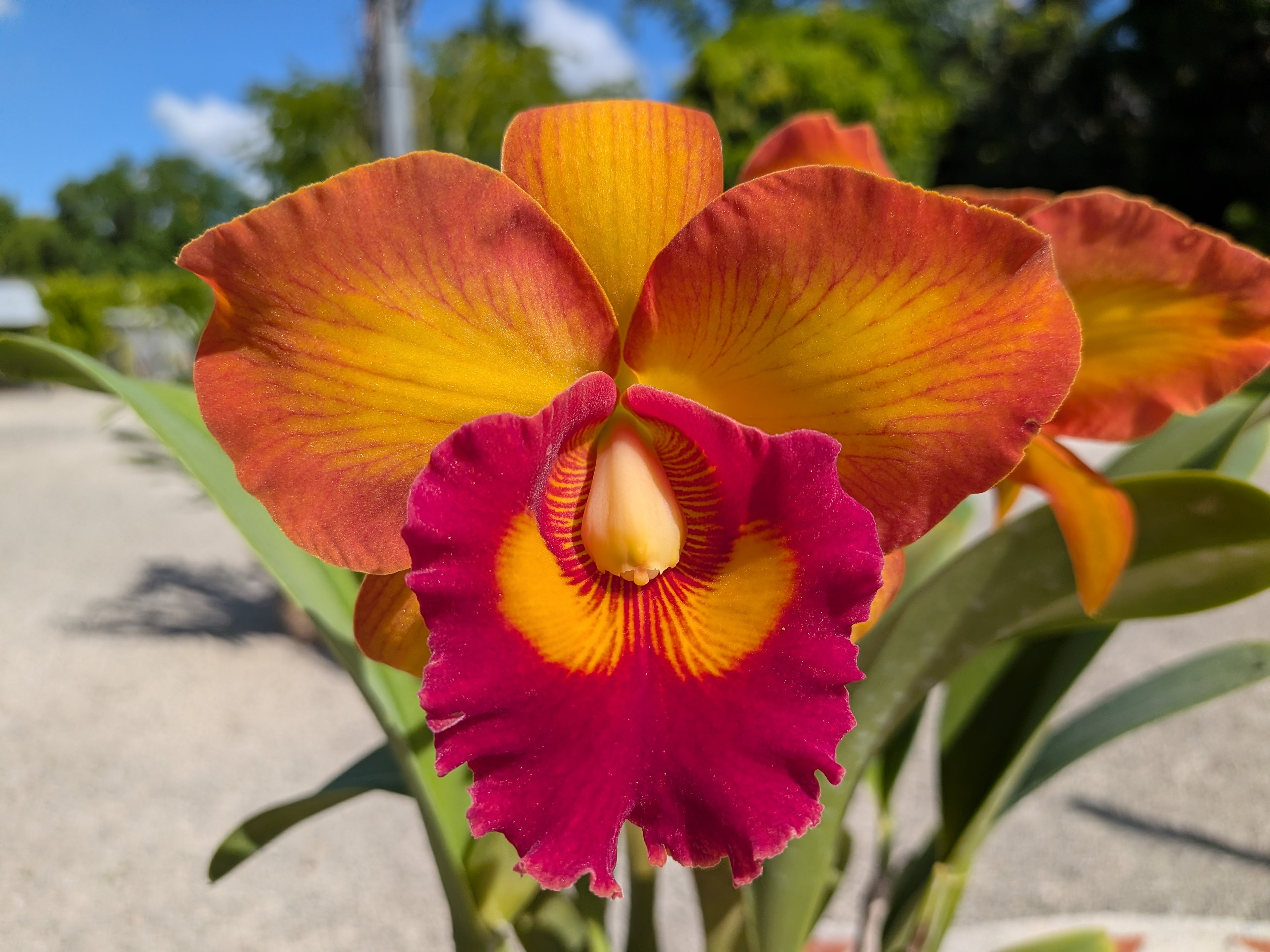 Blc(Rlc). Nakornchaisri Delight 'No. 2'