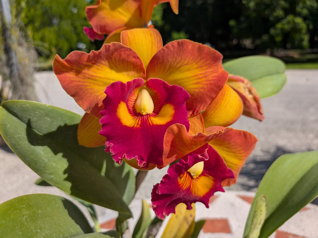 Blc(Rlc). Nakornchaisri Delight 'No. 2'
