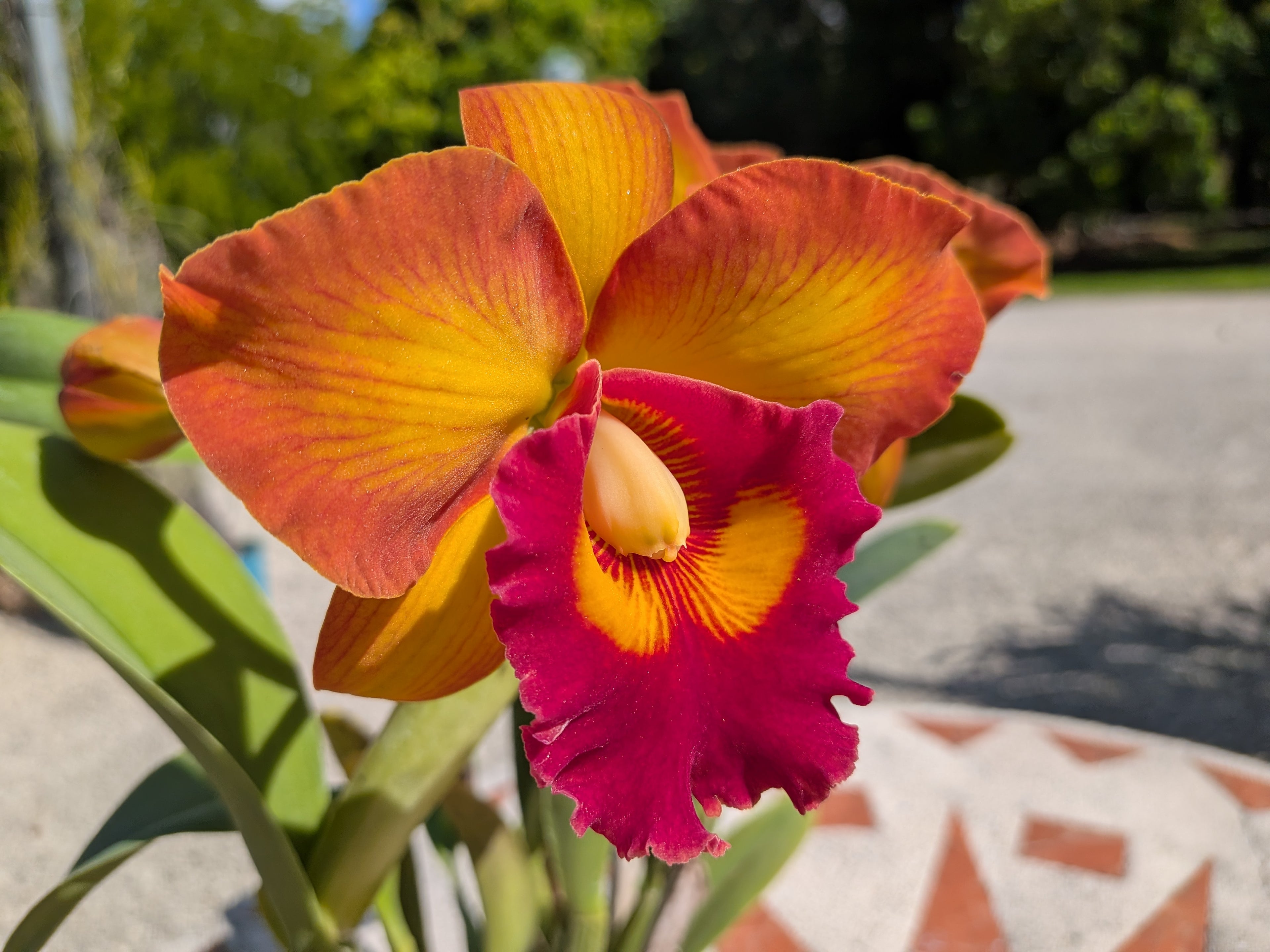 Blc(Rlc). Nakornchaisri Delight 'No. 2'