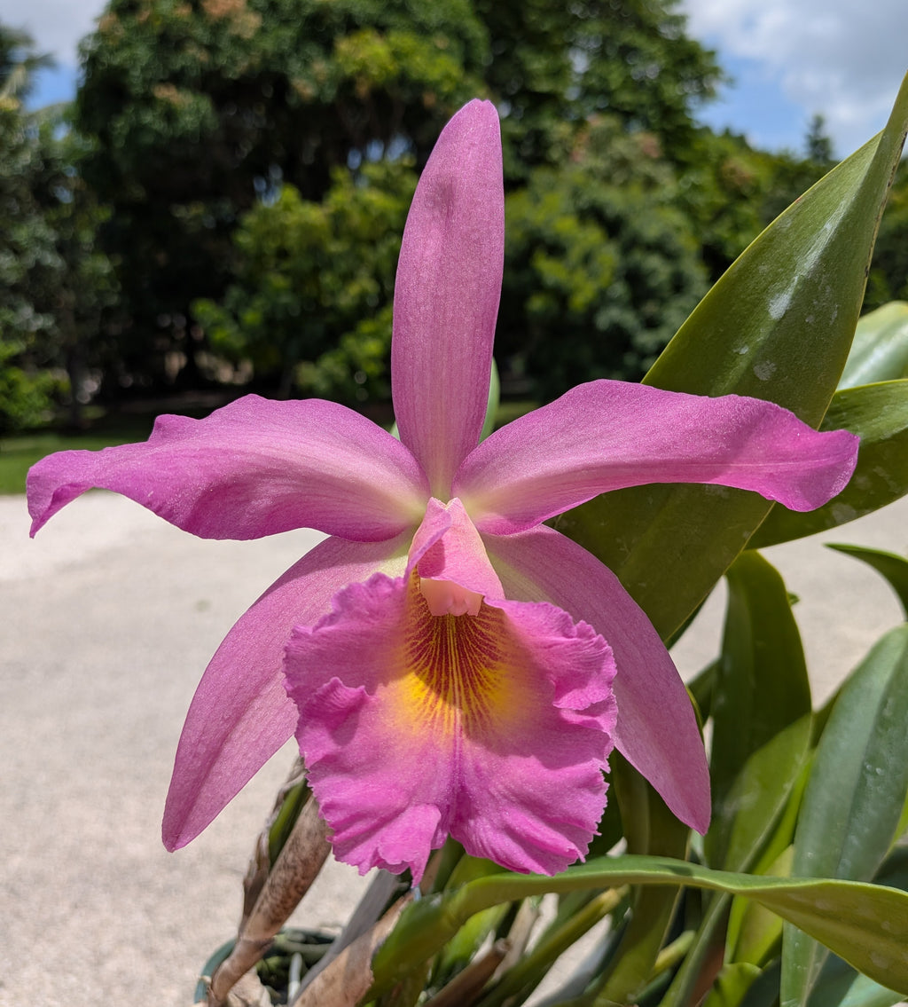 Rlc(Pot). Richard Perry Colie