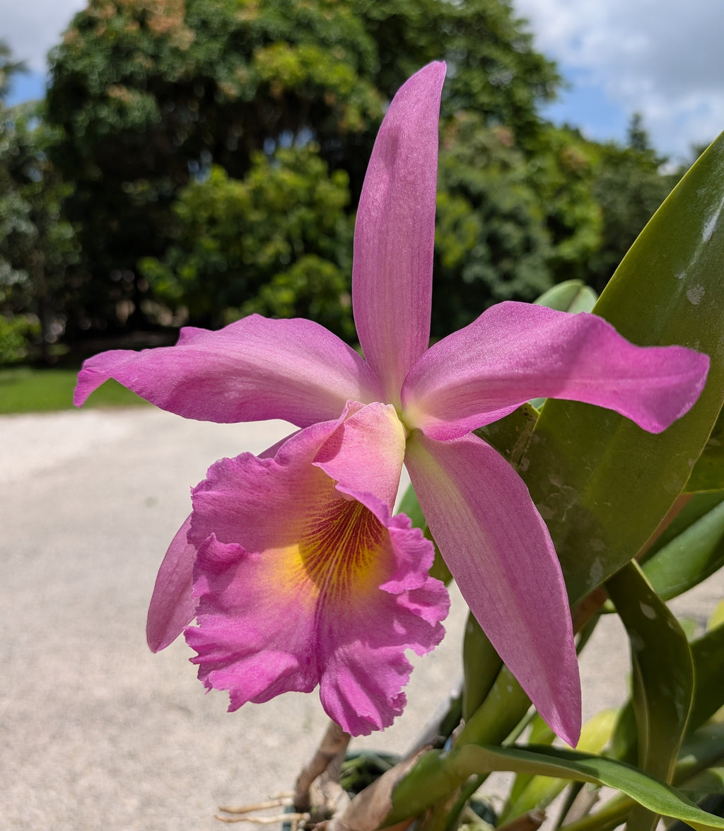 Rlc(Pot). Richard Perry Colie