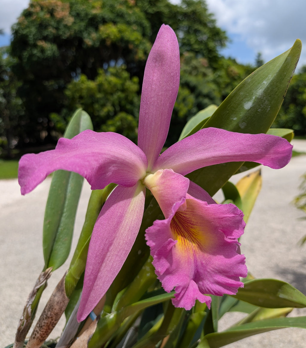 Rlc(Pot). Richard Perry Colie