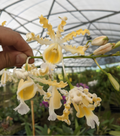 Schom(Mcp). brysiana alba
