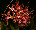 Schom. wallisii (L. colombiana)