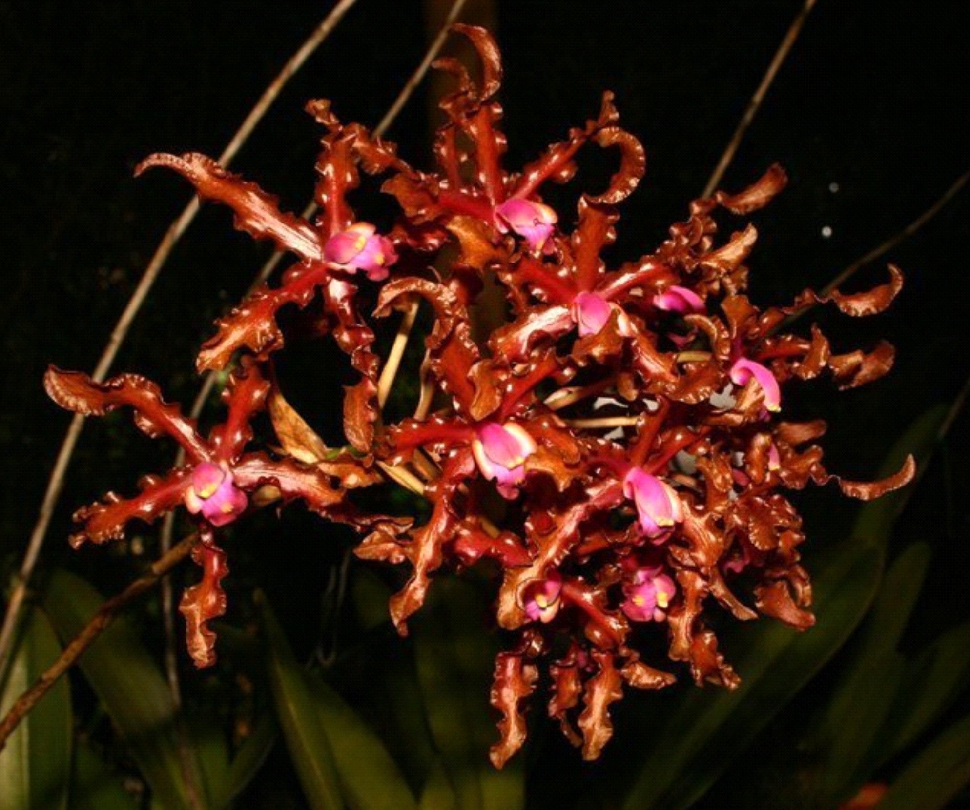 Schom. wallisii (L. colombiana)