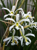 Schom(L). superbiens alba