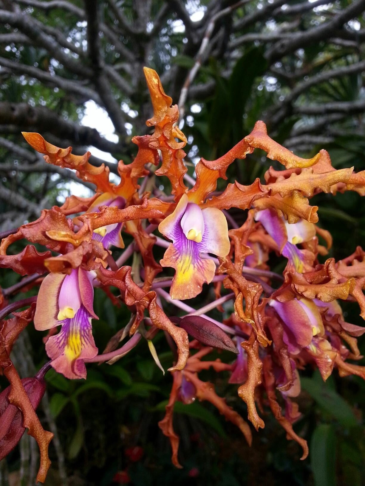 Blc(Rlc). Subprasert Red – Quest Orchids