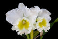 Blc. Burdekin Wonders 'Lakeland'