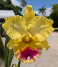Blc. Goldenzelle 'Lemon Chiffon' AM/AOS