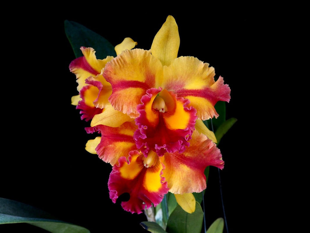 Blc. Siam Fancy 'Scarlet Needle'