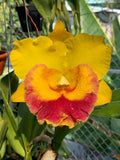 Blc. Chomthong Delight